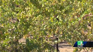 How wildfires are impacting wine industry in Napa, Sonoma counties