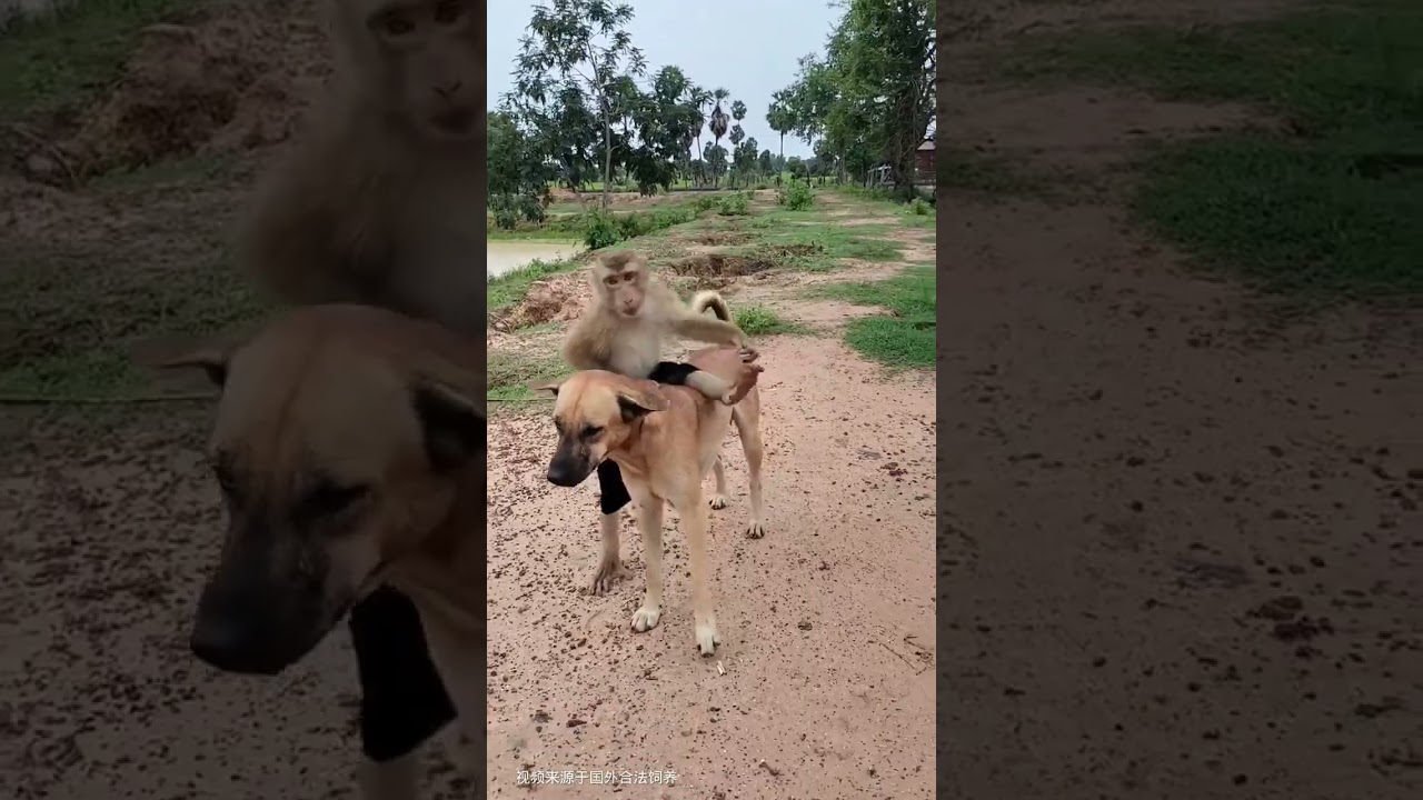 Funny Dog and Monkey ✨