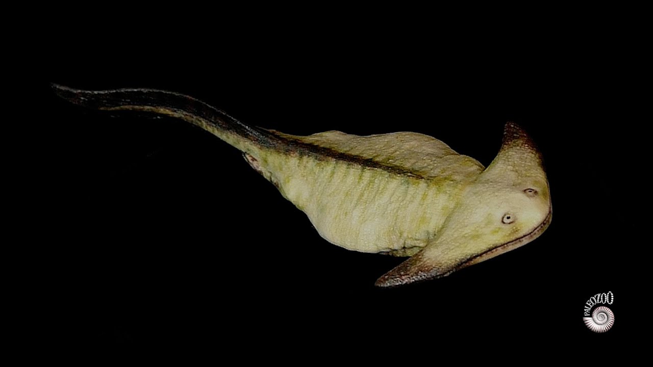 Diplocaulus magnicornis Late Carboniferous amphibian. YouTube