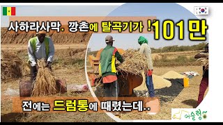 아프리카 벼 재배. 사하라사막 깡촌에 탈곡기가 왔는데...(사막마을 벼 수확(6번째 이야기))