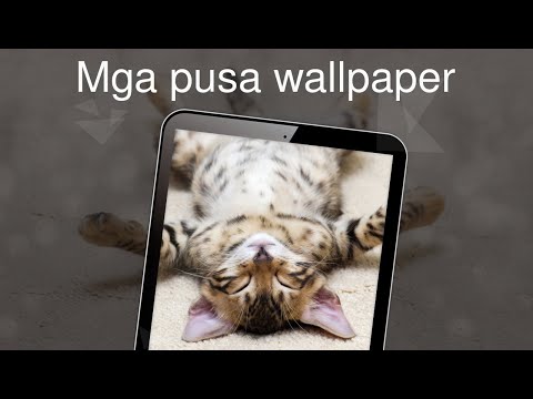 Video: Paano Ititigil Ang Isang Pusa Mula Sa Pansiwang At Pagkamot Ng Wallpaper Sa Bahay