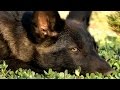 Wolf puppy keeps up with Doberman & Anatolian - it's not easy!