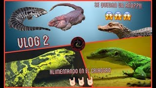 VLOG 2!!! CUIDANDO UNA COLECCIÓN UN AÑO😱😱😱 ALIMENTANDO VARANOS!!!