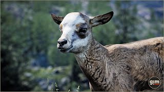 Young Chamois animation preview