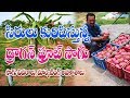 Dragon fruit farming | market opportunities | Best income | V Srininvas reddy | 9676000776