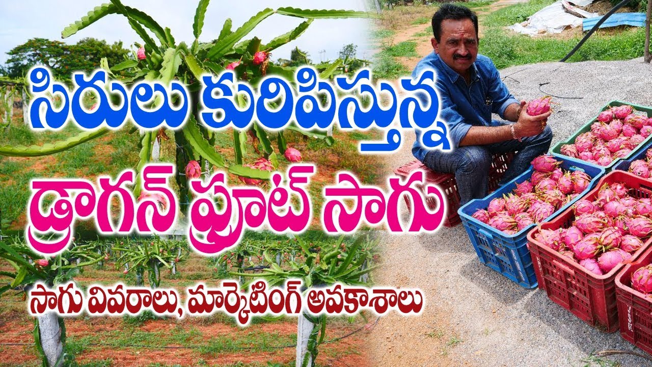 Dragon fruit farming | market opportunities | Best income | V Srininvas reddy | 9676000776