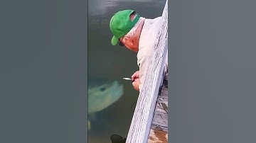 begini cara menangkap ikan dengan tangan kosong #handfishing #amazing
