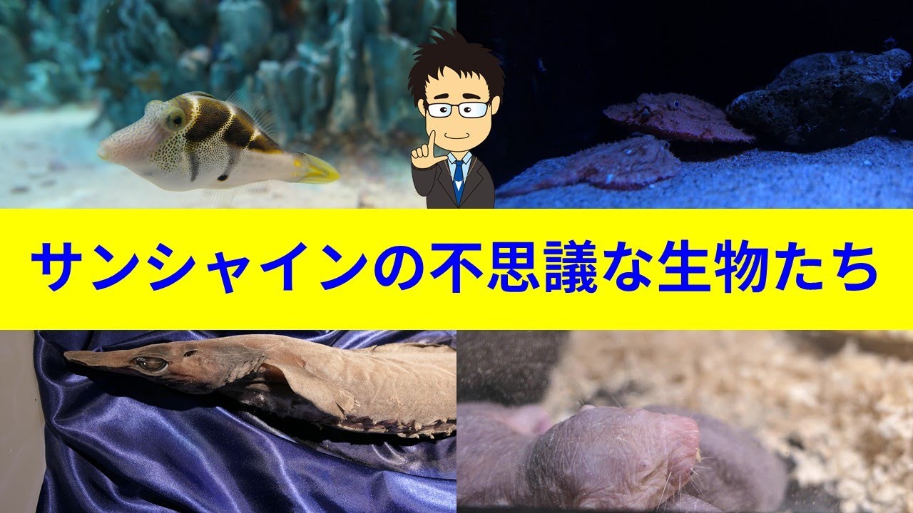 【クイズあり】サンシャイン水族館で激レア深海生物たちに会える？触れるラブカ、メンダコ、シマキンチャクフグなど