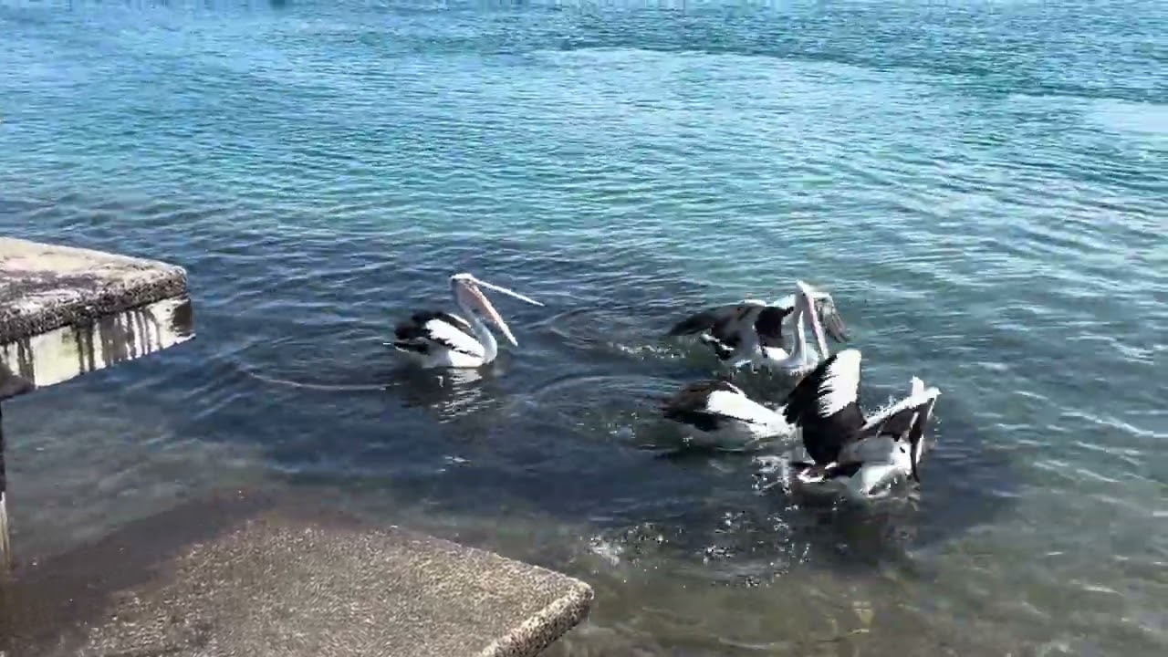 Windang Park Beach/ Australia