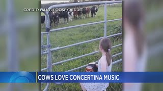 Video: Cows Love Concertina Music