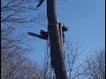 Cutting A Tree From A Ladder, Gone Wrong