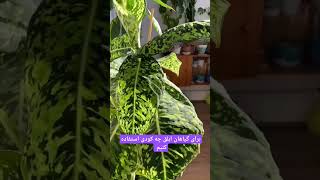 کود برای گیاهان ابلق :کود plant selebriti flowers آموزش ترفند