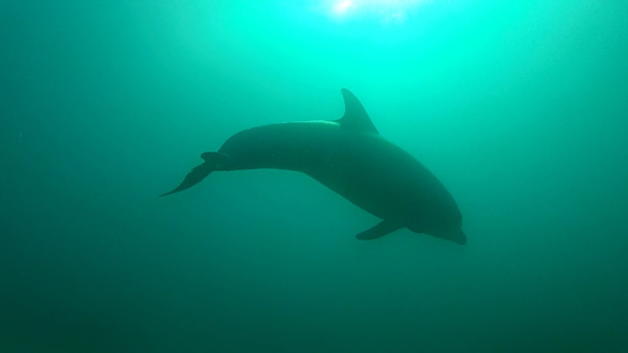 Dolphin dive near Adelaide @ Hallett Cove Reef, South Australia