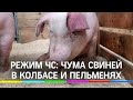 Африканская чума свиней в пельменях и колбасе - режим ЧС в Самарской области