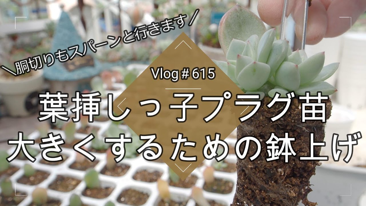 Vlog615】【多肉植物】葉挿しのその後！葉挿しっ子プラグ苗🌱大きく
