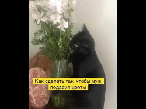 Муж подарил цветы - YouTube