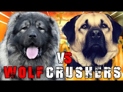 Caucasian Shepherd vs Kangal | Kangal vs Caucasian Shepherd | Powerful Guard dog? | Billa Boyka |