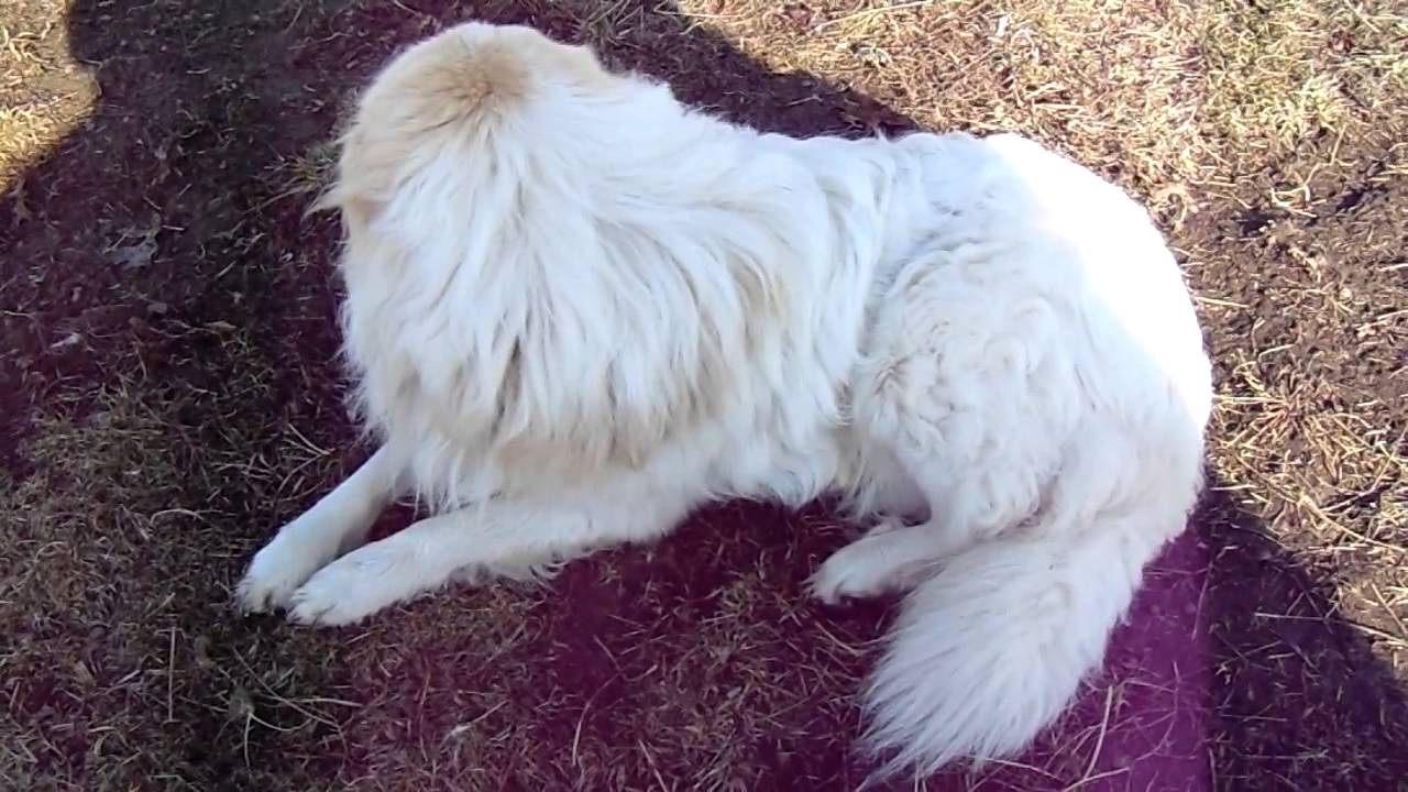 Livestock Guardian Dogs Video 1