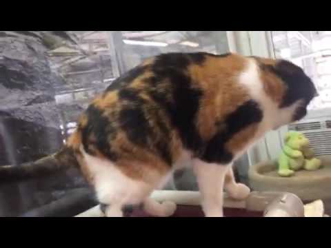 special needs animals for adoption near me 11/16/2016 Noon shelter tour