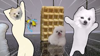 2023 Unfinished Videos (Waffle Meme, Banana Cat, Zero Two Dodging Meme, Happy Cat  Dog Version)