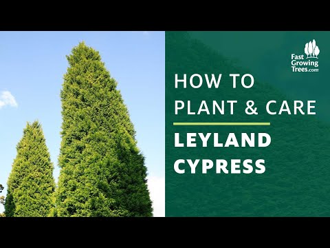 Video: Leyland Cypress Care - Tips Menumbuhkan Pohon Cypress Leyland
