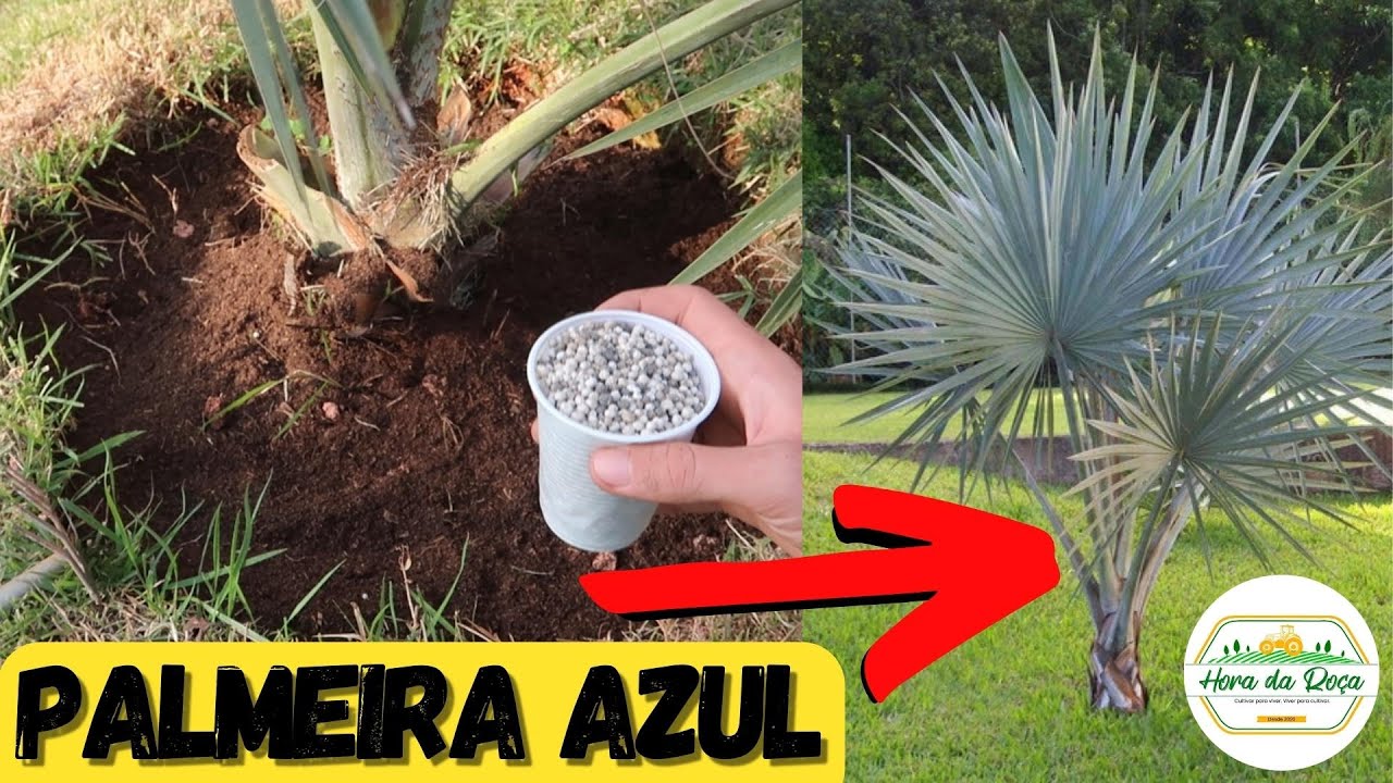 Faça sua PALMEIRA AZUL crescer rapidamente com essa adubação de cobertura
