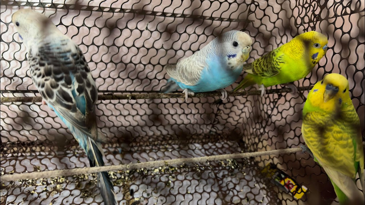 My Pet Collection | Adilstation #birds #pets #buggies #viral #viralvideo #vlog 