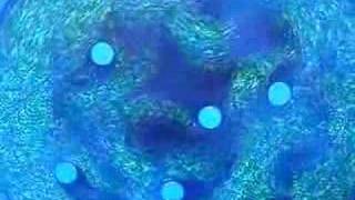 GPU fluid