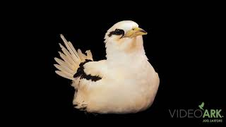A Koa’e’kea (Phaethon lepturus dorotheae) at Save Our Shearwaters in Kaua’i, Hawaii.