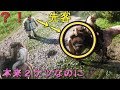 【RDR2】本来2ケツなのに、馬の後ろに乗れないように、関係ない人置いたら・・?【レッドデッドリデンプション2】検証 実況