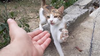 Very cute cat asking for food by gently touching my hand with its paw.