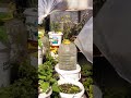 #selbstversorger #balkongarten #gärtnernfüranfänger #gemüsegarten #selbstversorgergarten