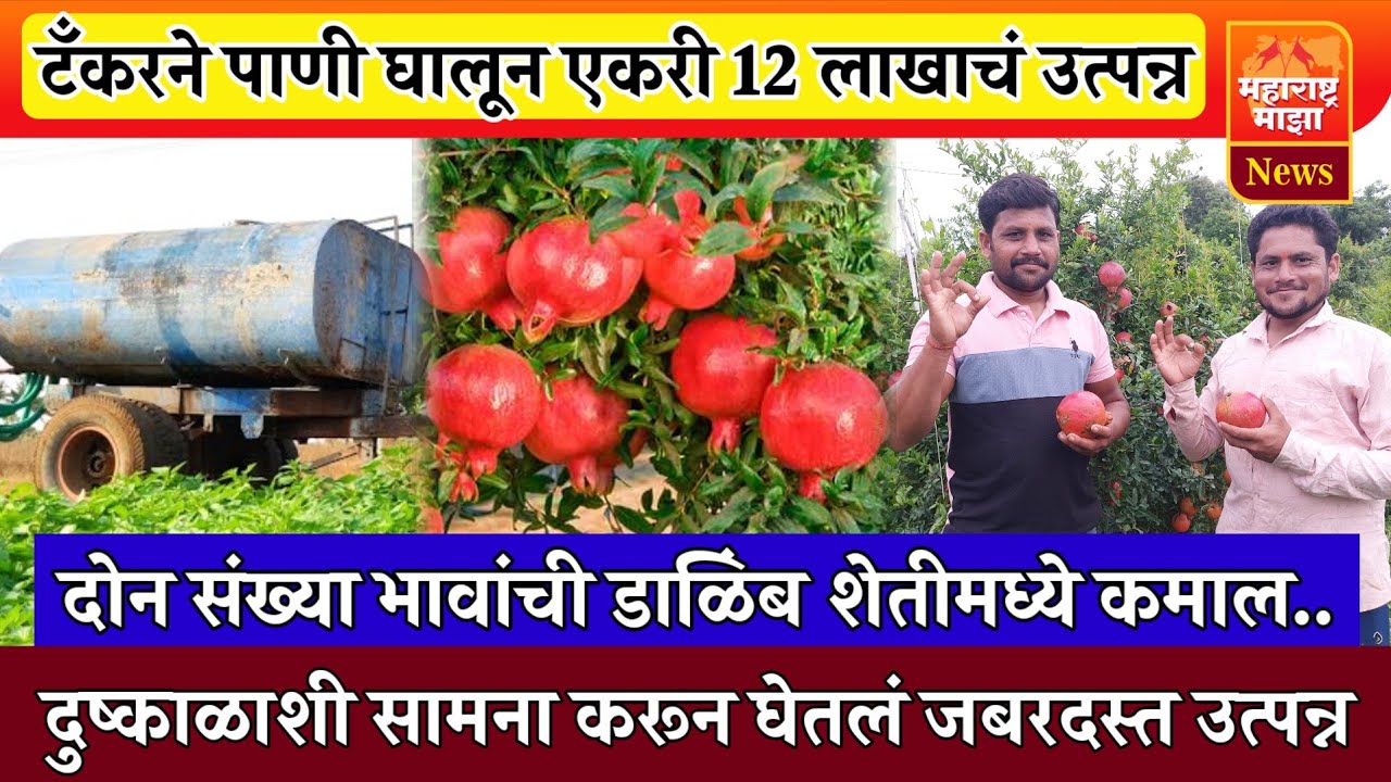 ♦️यशोगाथा | टँकरने पाणी घालून डाळिंब शेतीतून वर्षाला 12 लाखांचं उत्पन्न..