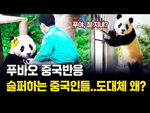 [중국반응] 푸바오 중국반응! 슬퍼하는 중국인들..도대체 왜? | 강바오, 송바오, 푸바오 | 삼국지TV