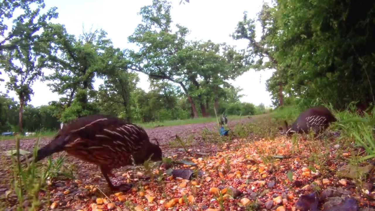 TEXAS VALLEY QUAIL 