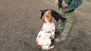 Epagnol Breton Baron retrieves rabbit