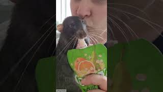 I don't care I share with my rat 💁🏻‍♀️🤷🏻‍♀️