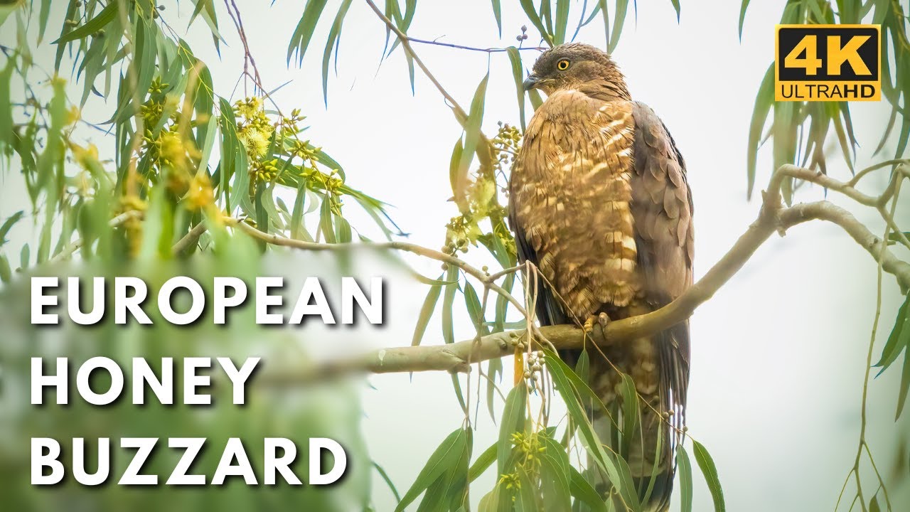 EXTREMELY RARE! European Honey Buzzard in Bangalore | India Mega Raptor 🦅🔥