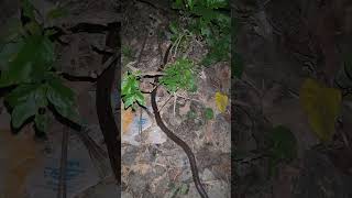 snake recuse in ramnagar #kingcobra #ratsnake