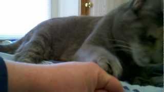 Frustrated Kitty Cat Cant Catch My Finger