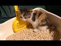 初めてのトイレで鳴き叫んでしまう子猫