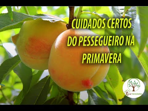 Vídeo: Cuidados com Pêssego Tropi-Berta – Como Cultivar Um Pessegueiro Tropi-Berta