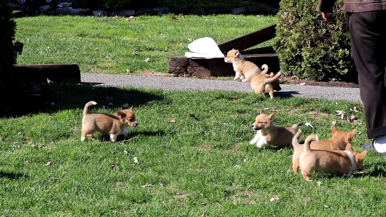 Patch Pembroke Welsh Corgi Puppy For Sale Keystone Puppies