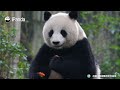 Panda Baby Gardener, Reporting For Duty | iPanda