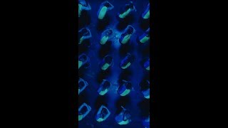 Series I - Andrew Winghart Choreography