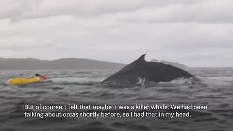 WATCH: Humpback whale swallows kayaker in Chile