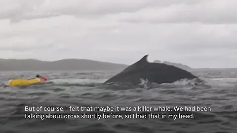 WATCH: Humpback whale swallows kayaker in Chile