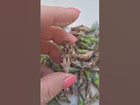 Куколка тропической живой бабочки Парусник Полит | Papilio Polytes ...