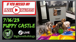 Puppy Castle ! Mini & micro Bulldog puppies playing + Fluffy Frenchies join the party! by The Bulldog Breeder 595 views 8 months ago 49 minutes