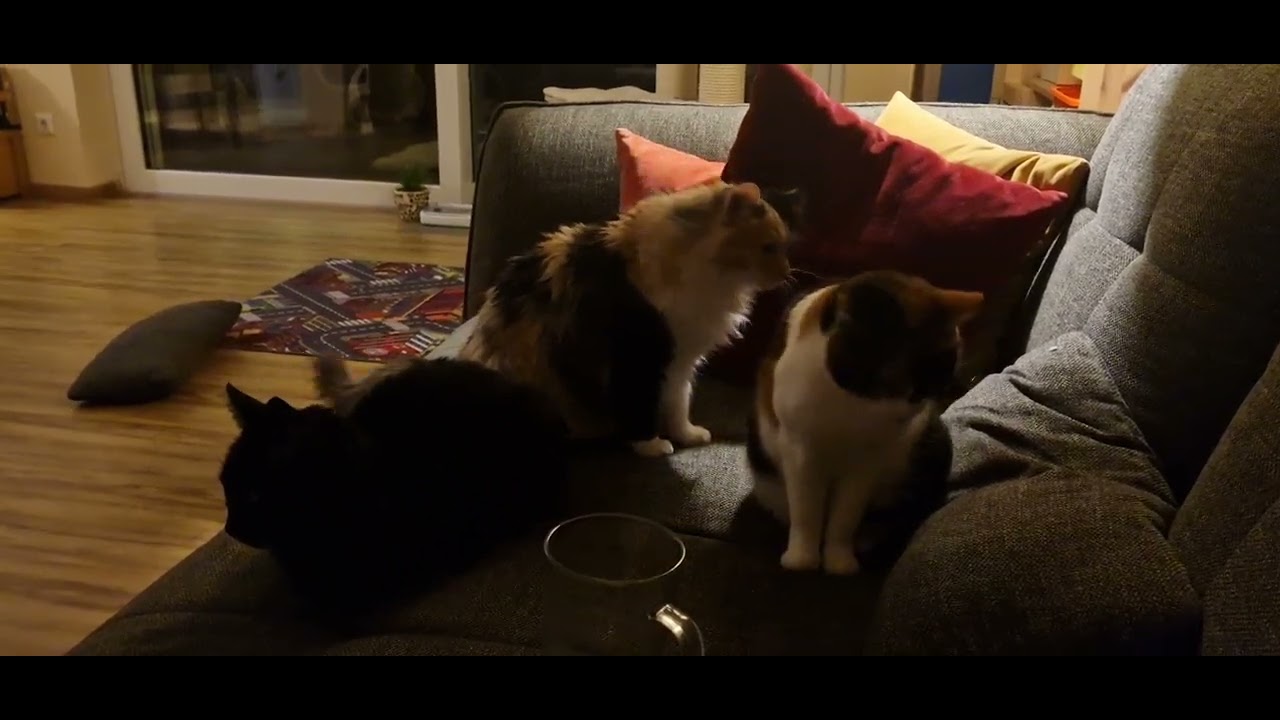 Simba, Minki und Tinka: Rambazamba